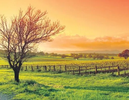 Yatırımcının yeni gözdesi tarla