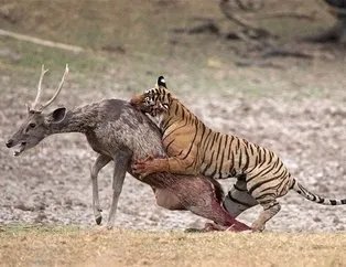 15 dakika boyunca direndi