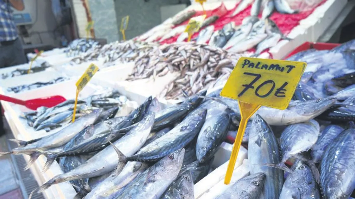 50 TL'ye palamut! Karadeniz'de ağlar doldu