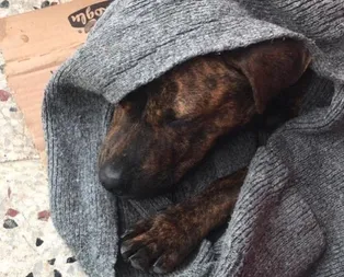 Sokak köpeğine cinsel saldırı iddiası