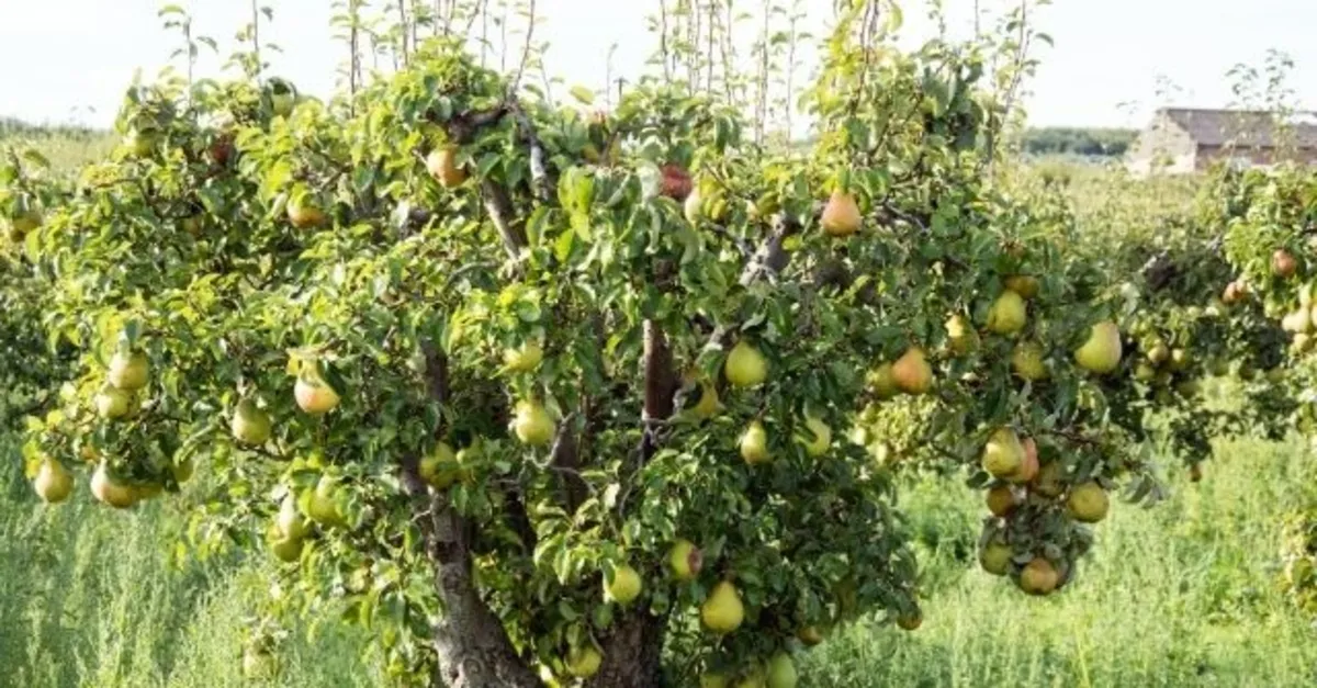Rüyada armut ağacı görmek ne anlama gelir? Rüyada dalında armut görmek neye işarettir? Anlamı ve yorumu nedir?