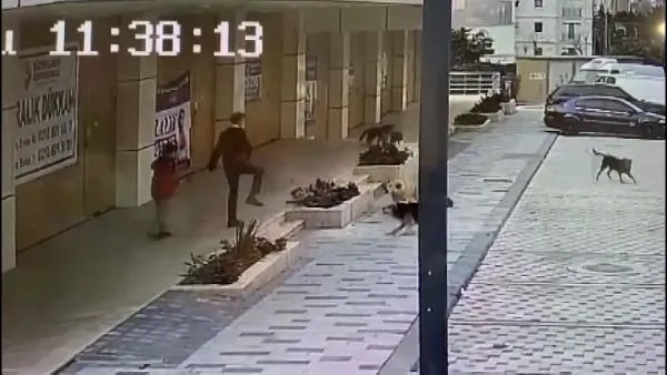 İstanbul Avcılar'da babasıyla servis bekleyen çocuğa sokak köpekleri saldırdı! Korku dolu anlar kamerada-3