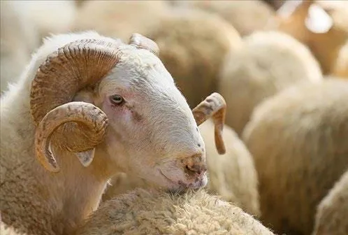 2.7 milyon kurbanlık satıldı