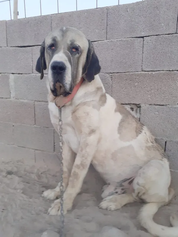 30-bin-tl-degerindeki-malakli-cinsi-kopegi-calindi-bulana-gorene-ve-haber-verene-yarim-altin-verecek-1633604083733.jpg 30 bin TL değerindeki 'Malaklı' cinsi köpeği çalındı! Bulana görene ve haber verene yarım altın verecek-3