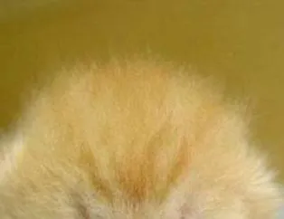 Şu Şirinliğe Bak!