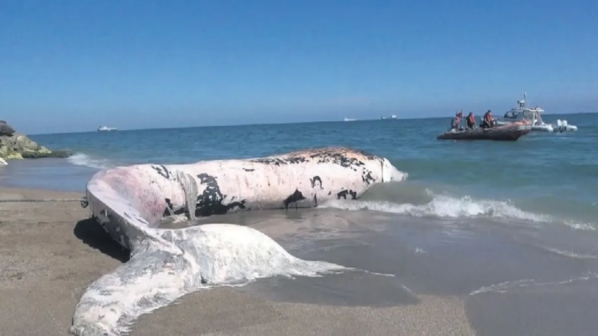 Türkiye’de bir ilk: Balina mezarı açılacak