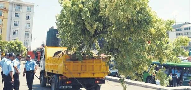 Meydan çiçeklerin