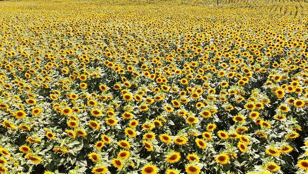 1623579016740.jpg Ayçiçeği tohumu ile ham ayçiçeği yağı ithalatına vergi düzenlemesi! 30 Haziran'dan sonra da alınmayacak!-2