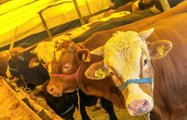 2020-kurbanlik-koc-fiyatlari-ne-kadar-bim-a101-migros-carrefour-kurbanlik-fiyatlari-1594208588148.jpg 2020 kurbanlık koç fiyatları ne kadar? BİM A101 Migros Carrefour kurbanlık fiyatları!-4