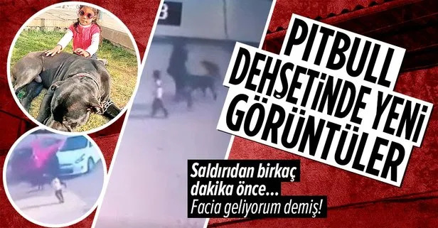 SON DAKİKA! Gaziantep’teki pitbull dehşetinde yeni görüntüler! Asiye o köpeklerle böyle oynamış