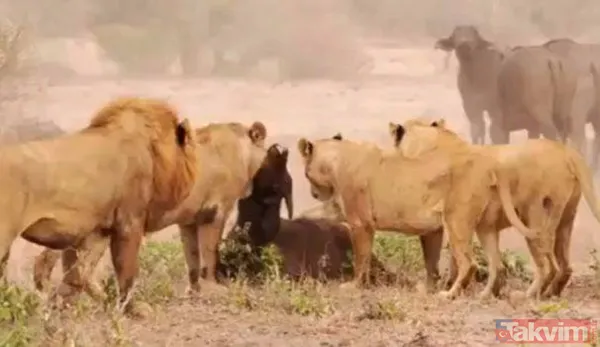 Ava giderken avlandı! Bir anda bufaloların arasında kalan aslanın zor anları (Aslan - Bufalo kavgası) - 35