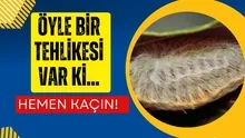 Sevimli olduğuna bakmayın! Öyle bir tehlikesi var ki... Hemen kaçın kaçın!