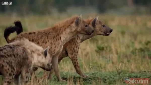 Cesur aslan onlarca sırtlanın arasında girdi! Vahşi doğada şoke eden kare! Sonrasında ise kaçınılmaz ölüm - 29