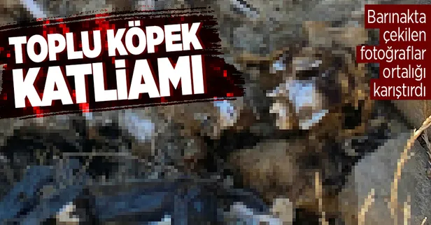 İzmir’de hayvan bakımevinde toplu köpek katliamı iddiası