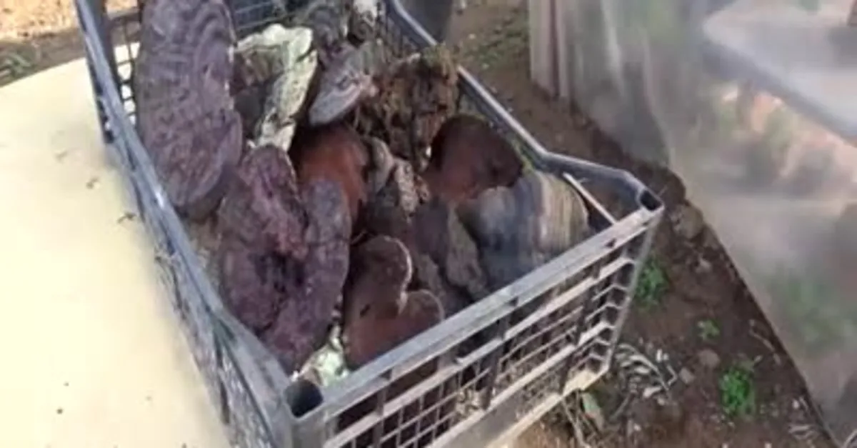Ölümsüzlük mantarı buldu! Kilosu 2 bin lira
