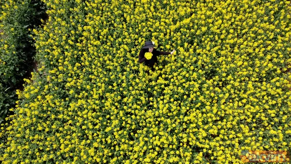 Trakya'da kanola yerini tekrar ayçiçeğe bıraktı - 7