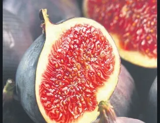 İnciri yiyen yaşadı