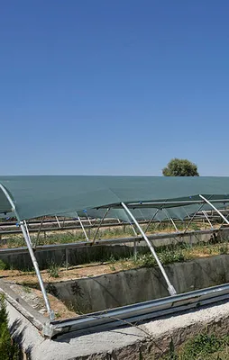 Sülüklerin tanesi 82 liraya satılıyor!