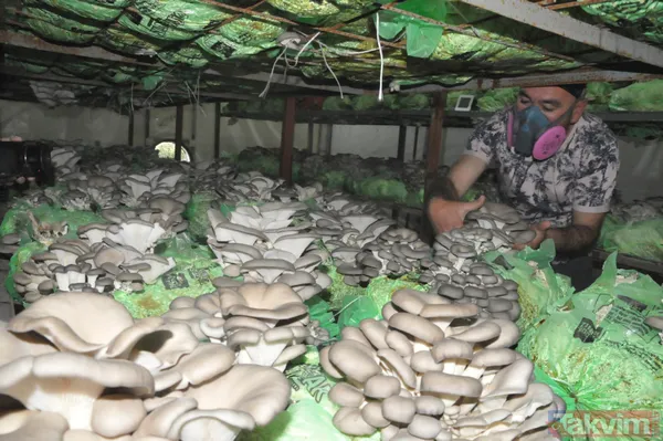 Emekli astsubay hobi olarak başladığı istiridye mantarı yetiştiriciliğinden yılda 520 bin lira kazanıyor - 9