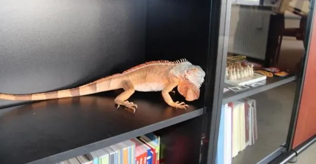 Düzce’de cami deposundan 82 santim uzunluğunda iguana çıktı! Görenler şaşkına döndü