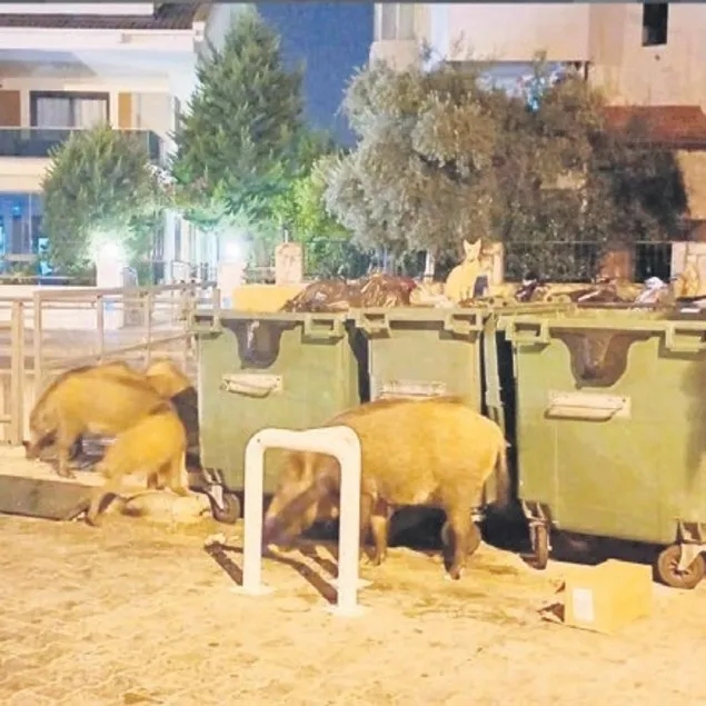 Marmaris’te domuz alarmı