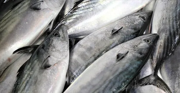 Balık demek şifa demek! İşte saymakla bitmeyen faydaları...