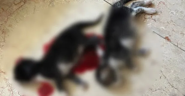 Bursa’da vahşet: 6 yavru kedi başları kesilerek öldürüldü