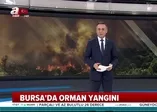 Bursa'da orman yangını