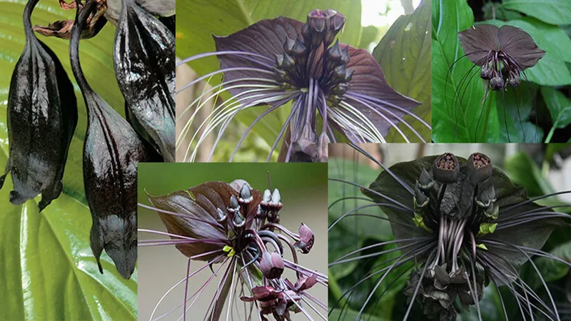 Bilim adamları şaşkın: Her derde deva! Siyah cevher olarak anılıyor! Peygamberimizin reçetesi-5