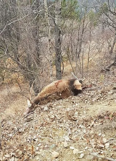 SON DAKİKA: Ormanlık alanda suçüstü yakalandılar: Kaçak kızıl geyik avlayan 2 kişi suçüstü yakalandı-1