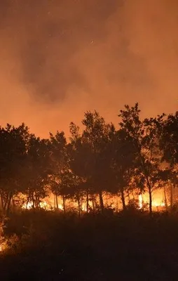 İzmir'de büyük orman yangını