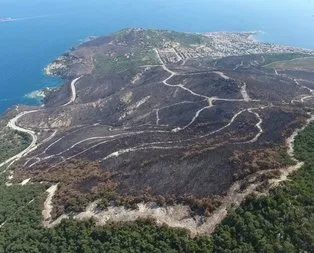 Yanan ormanlar yeniden yeşerdi