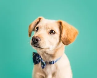 Rüyada köpek sevmek ne demektir?