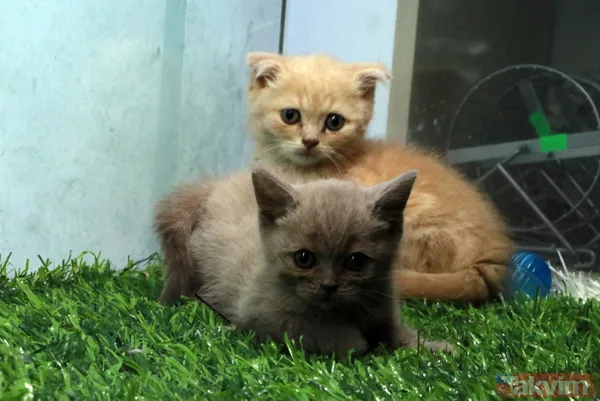 Satışı yasak olan hayvanları internetten satıyorlar - 9