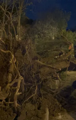 İzmir'de fırtına! Çok sayıda ağaç devrildi