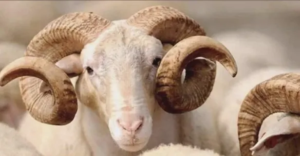 2019 Kurban Bayramı ne zaman? Kurban Bayramı tatili kaç gün olacak?