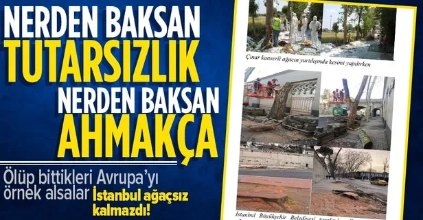 CHP’li İBB Çırağan Caddesi’ndeki tarihi çınarları katletti! Avrupa’da kanserli ağaçlar bakın nasıl kesiliyor? İBB’nin yalanı böyle çürüdü