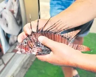 Antalya’da zehirli aslan balığı yakalandı