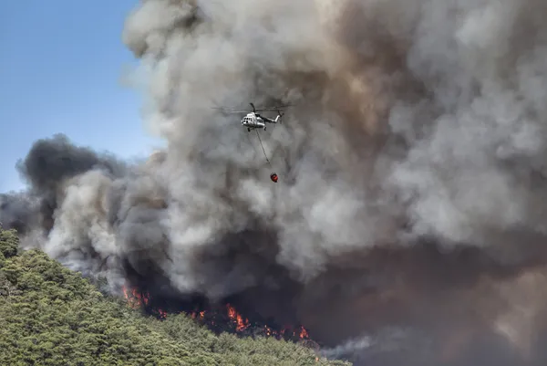 son-dakika-turkiyede-orman-yanginlarinda-son-durum-guzel-haberler-pes-pese-geliyor-1627802062921.jpg SON DAKİKA: Türkiye'de orman yangınlarında son durum! Yangından etkilenen 5 ile 11 milyon TL'lik daha kaynak-8