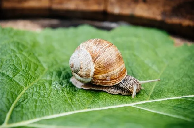 Rüyada sümüklü böcek görmek ne anlama gelir?