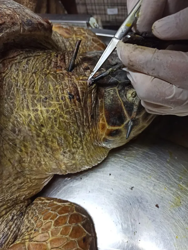 antalya-finikede-basindan-zipkinla-vurulmus-halde-bulunan-carette-caretta-tedavi-altina-alindi-1606127056164.jpg Antalya Finike'de başından zıpkınla vurulmuş halde bulunan carette caretta tedavi altına alındı-3