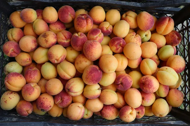 Kayısının faydaları nelerdir? - 8