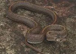 Yılan sürüleri köyleri bastı