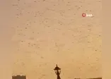 Mekke'yi çekirge sürüleri bastı