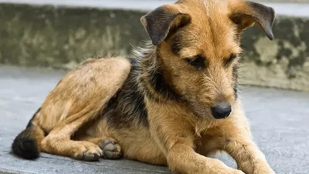 havrita-nedir-ne-demek-havrita-basibos-kopek-haritasi-kapatildi-mi-1661175141498.jpeg Havrita başıboş köpek haritası kapatıldı mı? Havrita nedir, ne demek?-2