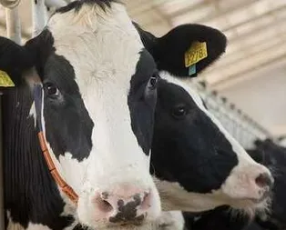 2020 hayvancılık kredisi başvurusu! Ziraat Bankası 100 bin TL faizsiz hayvancılık kredisi başvuru şartları nedir?