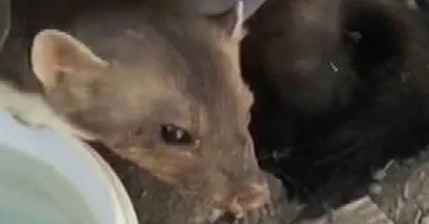 Elektrik akımına kapılan sansar, topraklamayla kurtuldu