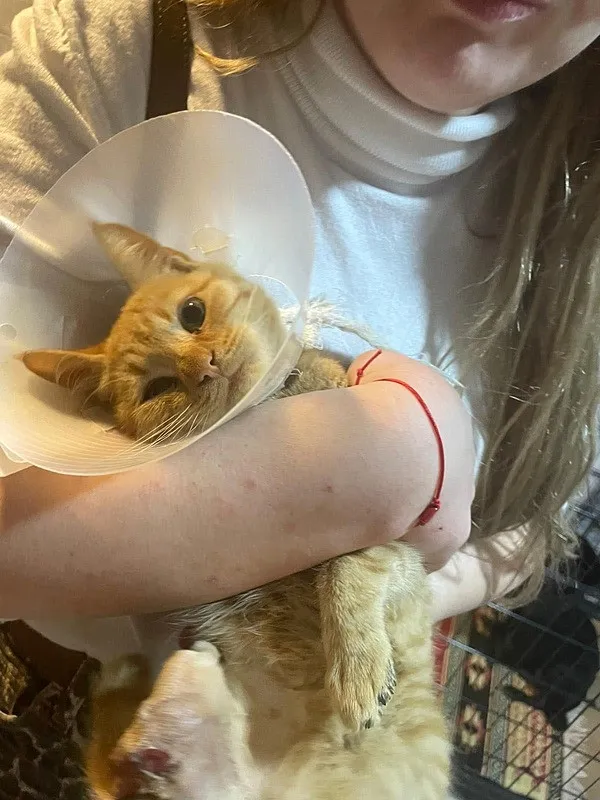 ʺBağlama büyüsüʺ adı altına iblislik! Sokak hayvanlarının uzuvlarını kestiler (DHA)