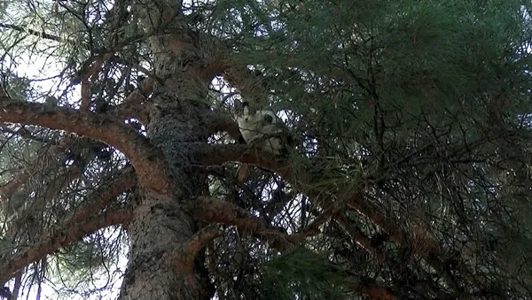 16-gun-boyunca-ac-susuz-agacta-mahsur-kalan-kediyi-itfaiye-kurtardi-1603880142554.jpg 16 gün boyunca aç susuz ağaçta mahsur kalan kediyi itfaiye kurtardı-3