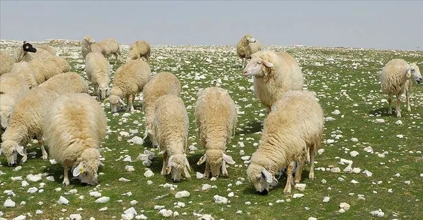 Çoban istihdamı için 53 milyon TL